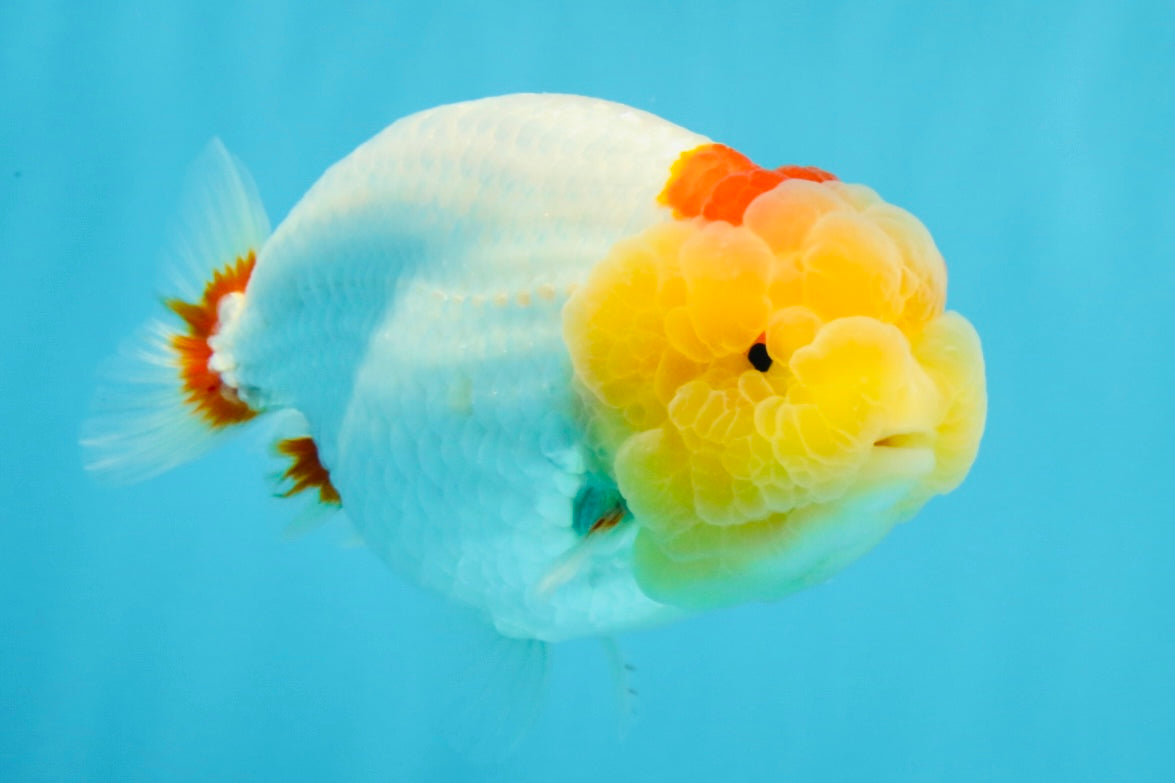 A Grade Red White LionQueen 4.5 inches #022026LC_15