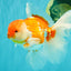 VISION A Grade Red White Oranda Male 6 inches #070626OR_08