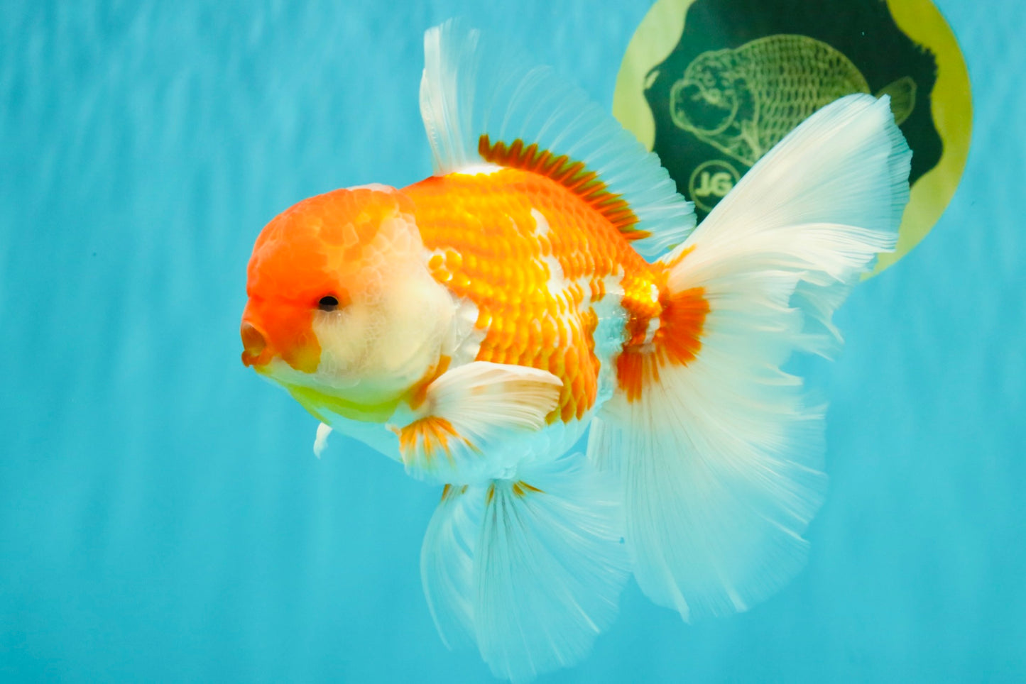 VISION A Grade Red White Oranda Male 6 inches #070626OR_08