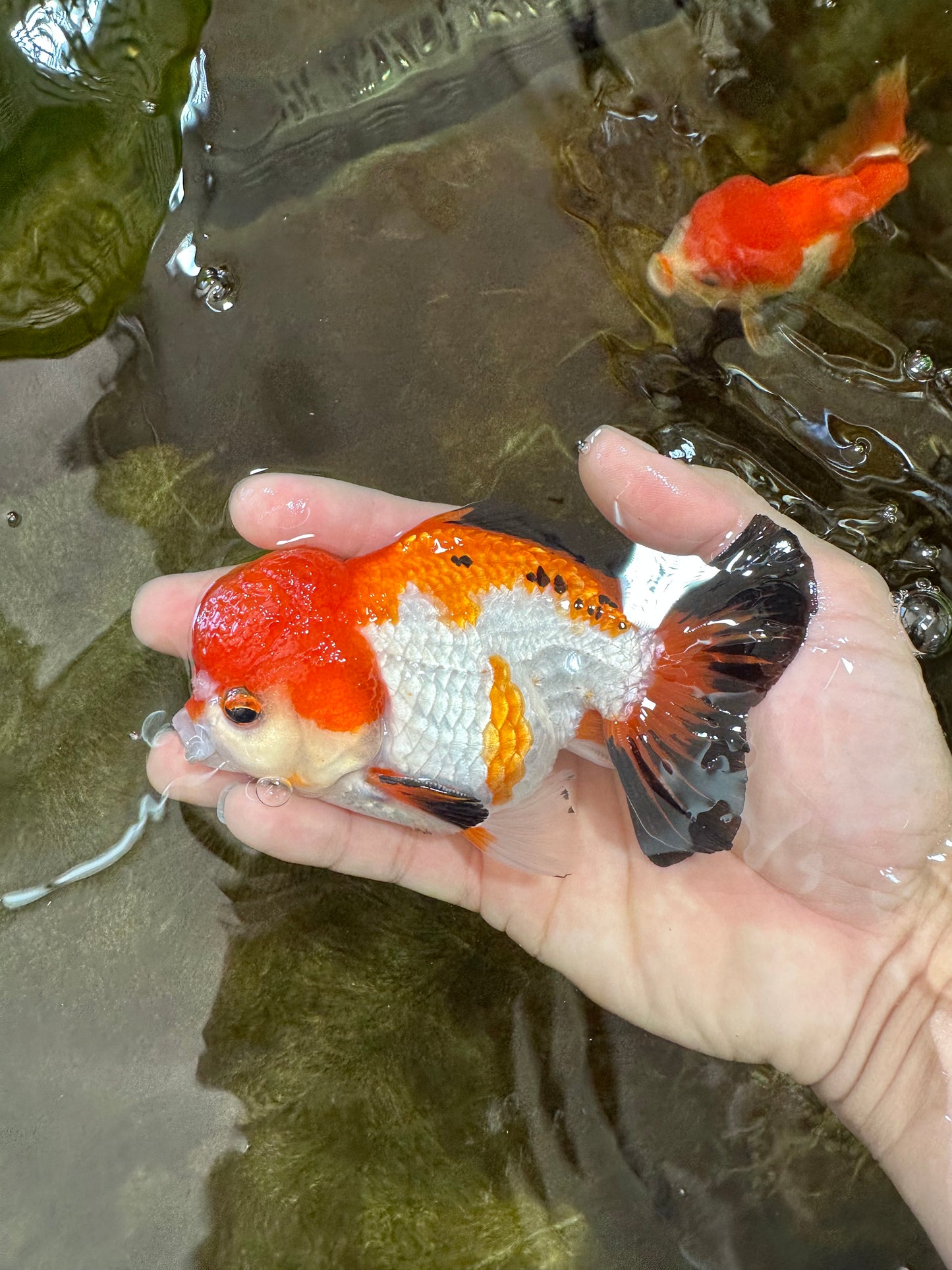 Tricolor Yuanbao Male 4.5 inches #062725YB_10