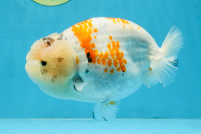 A Grade Sakura LionQueen 5.5 inches #110725LC_11