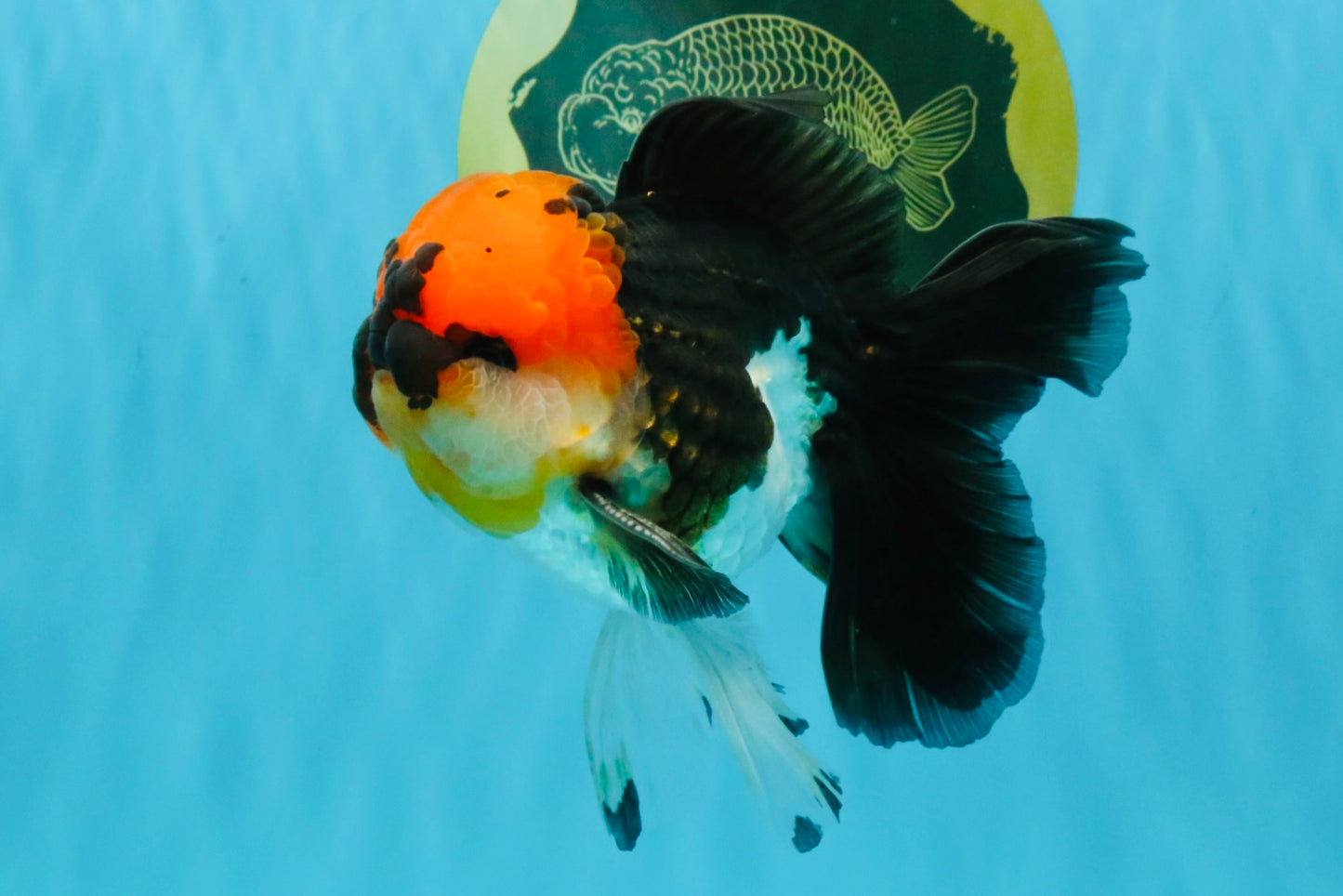 LAVA Tricolor Oranda Male 5 inches #040326OR_18