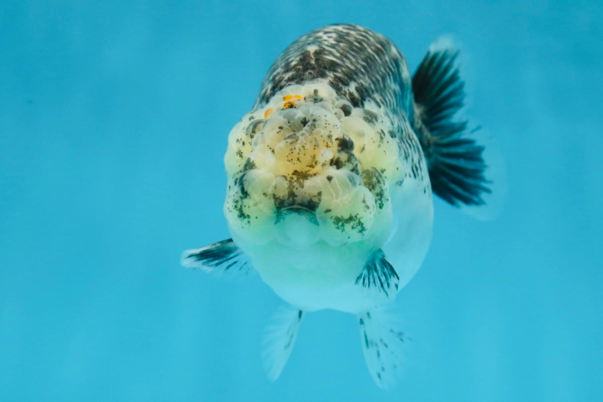 A Grade Kirin Polkadot LionQueen 4-4.5 inches #053025LC_05