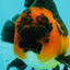LAVA AAA Grade Apache Oranda Male 5.5 inches #100926OR_21