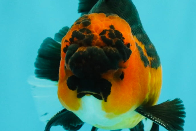 LAVA AAA Grade Apache Oranda Male 5.5 inches #100926OR_21