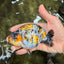 AAA Grade Special Tricolor Tiger Ranchu Male 4.5-5 inches #062626RC_08