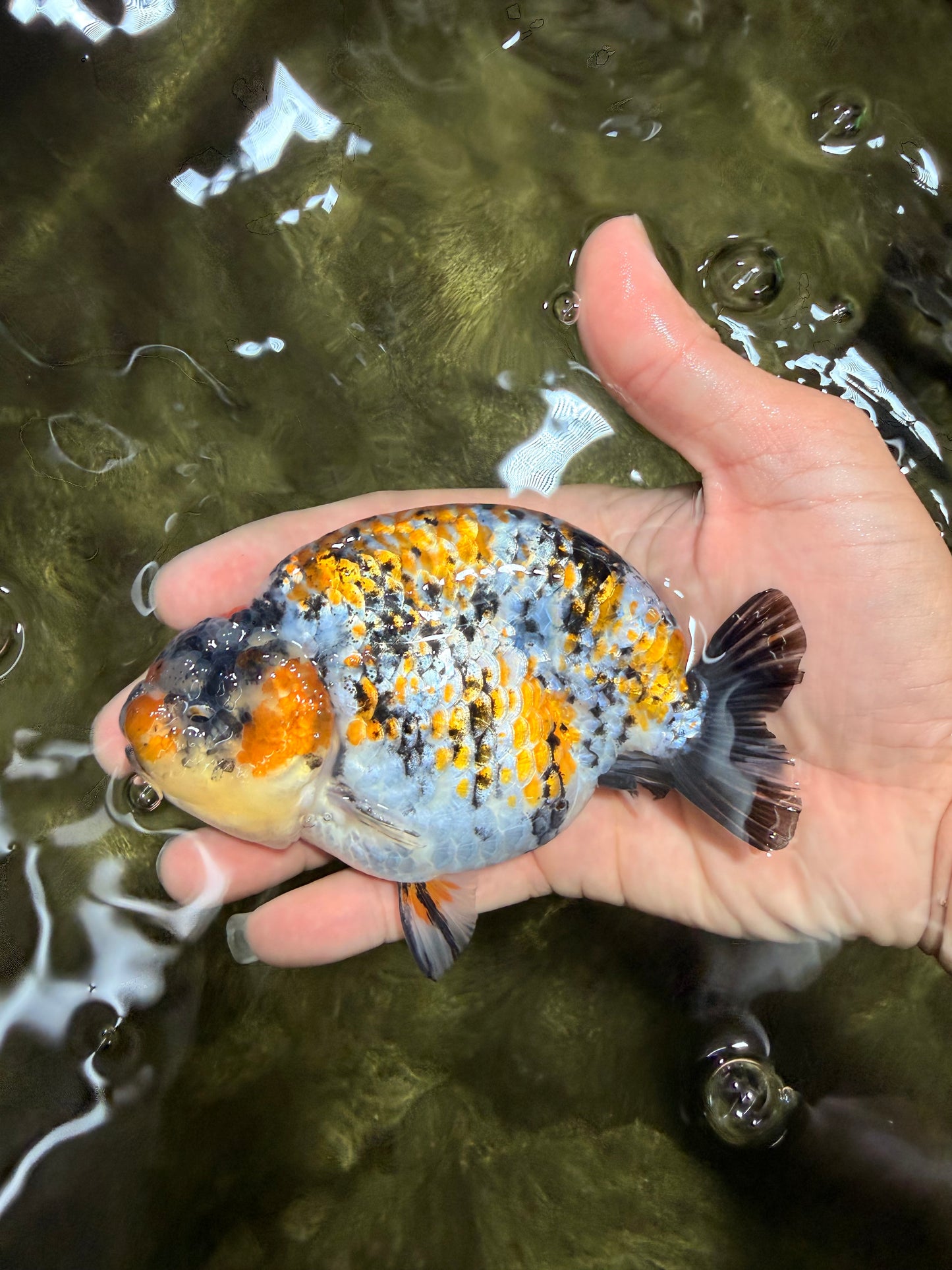 AAA Grade Special Tricolor Tiger Ranchu Male 4.5-5 inches #062626RC_08