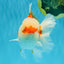 FLUFFY WEN Red White Oranda Male 6.5 inches #040326OR_11