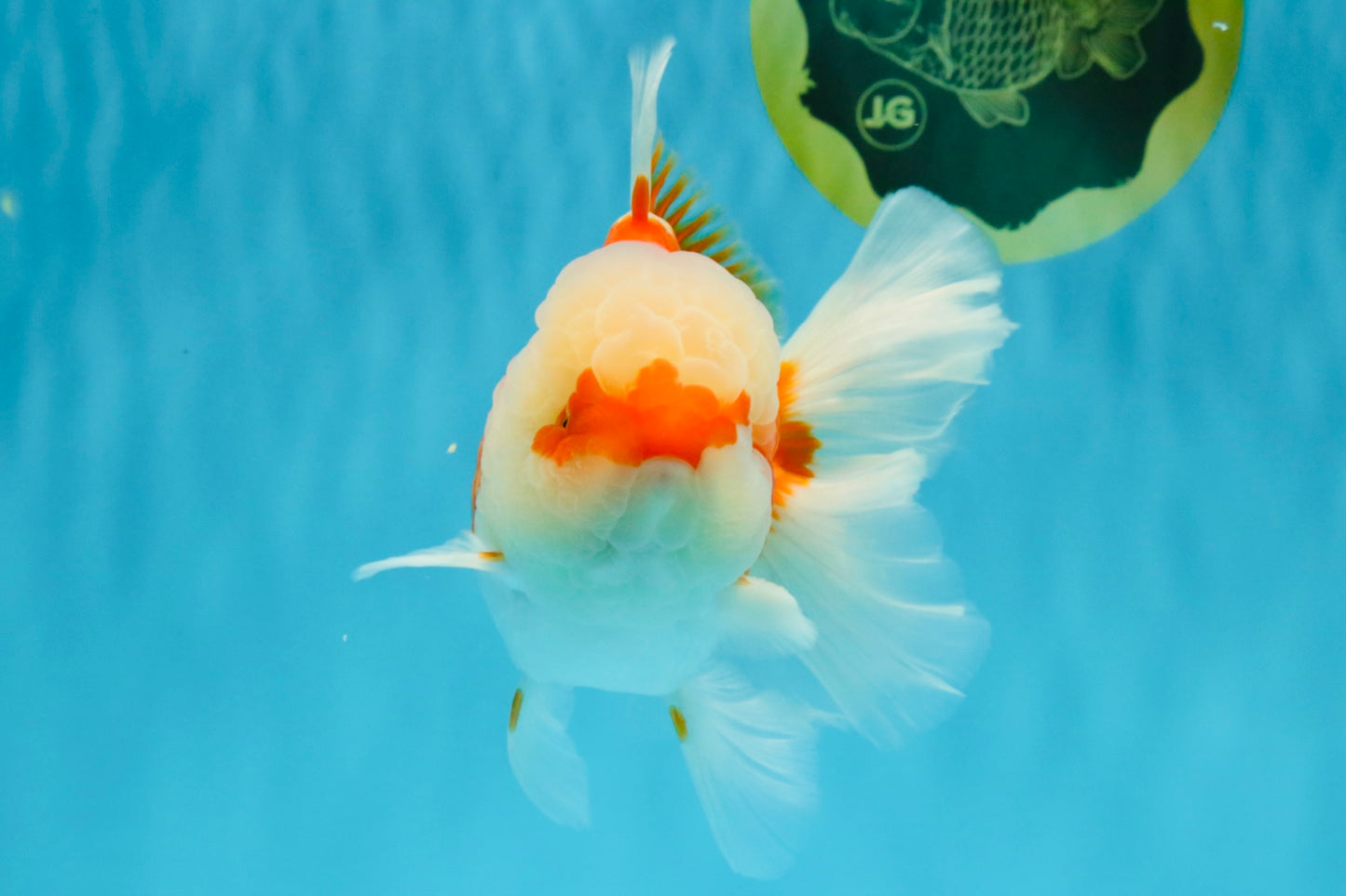 FLUFFY WEN Red White Oranda Male 6.5 inches #040326OR_11