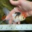 A Grade Young Tricolor Oranda Male 4.5 inches #061325_05