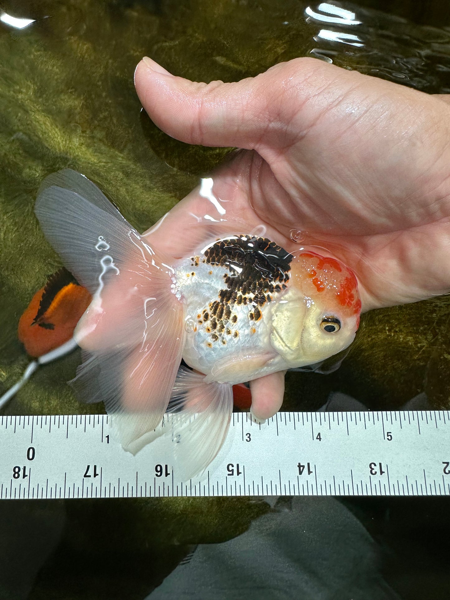A Grade Young Tricolor Oranda Male 4.5 inches #061325_05