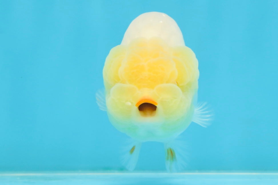 AAA Grade Young Red White LionQueen 4 inches #101025LC_11