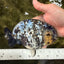 AAA Grade White Tiger Ranchu Female 6 inches #102326RC_03