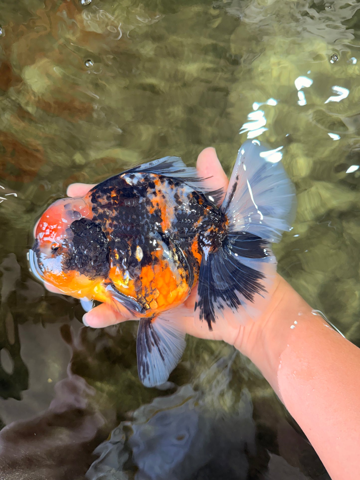 SPECIAL AAA Grade Special Kirin Oranda Male 7-7.5 inches #070326OR_04