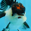 AAA Grade Tricolor Oranda Female 4.5 inches #0830OR_04