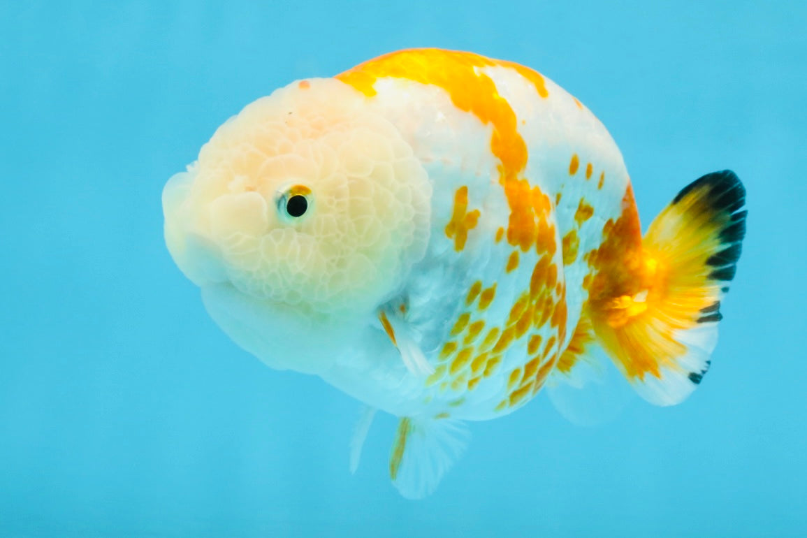 CHUBBY AAA Grade Kohaku Sakura LionQueen 4.5 inches #112825LC_01