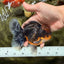 AAA Grade Dark Tiger Red Head Oranda Male 5-5.5 inches #050126OR_10
