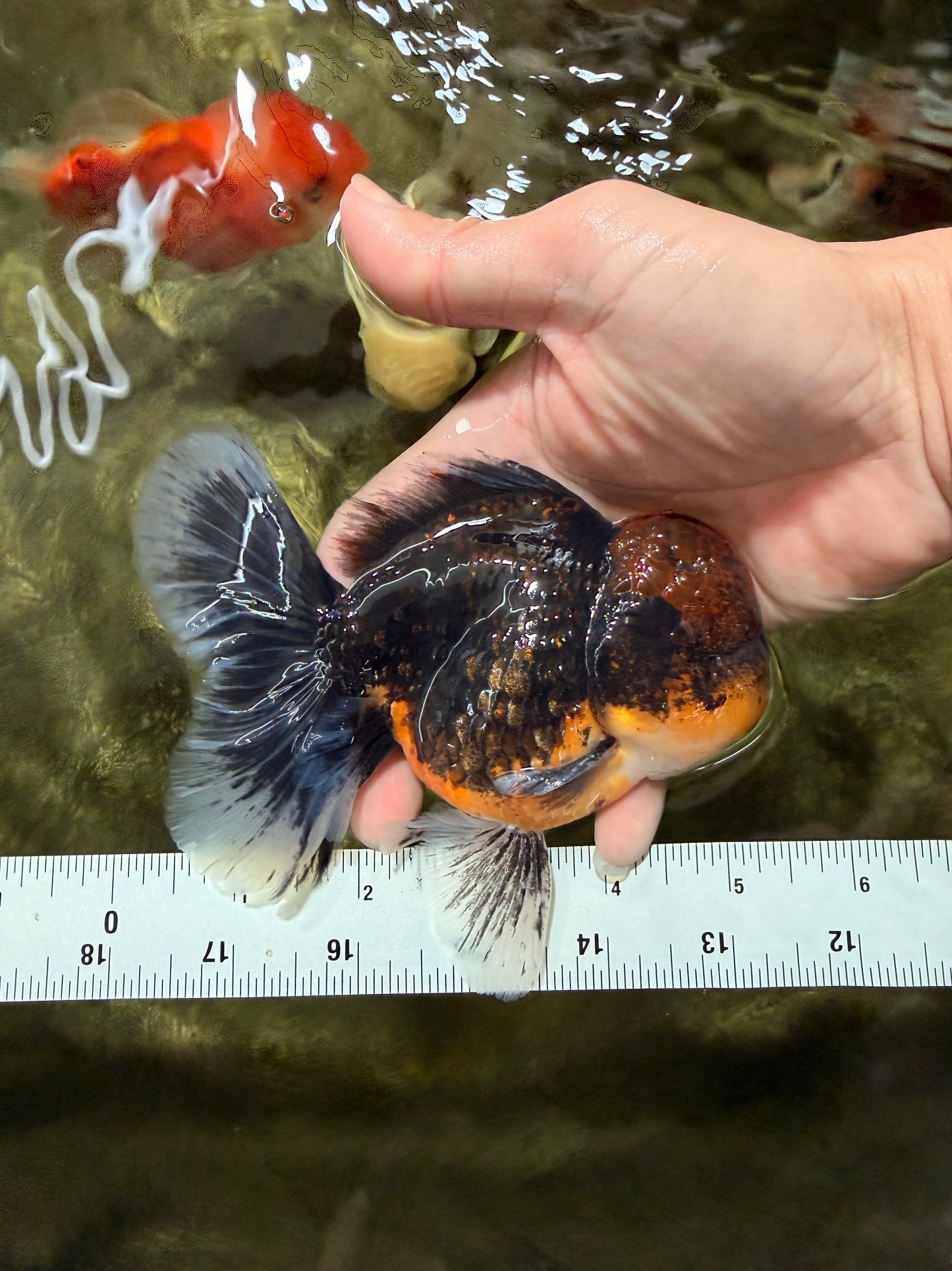 AAA Grade Dark Tiger Red Head Oranda Male 5-5.5 inches #050126OR_10