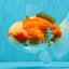 FLUFFY WEN Red White Oranda Male 6.5 inches #040326OR_11