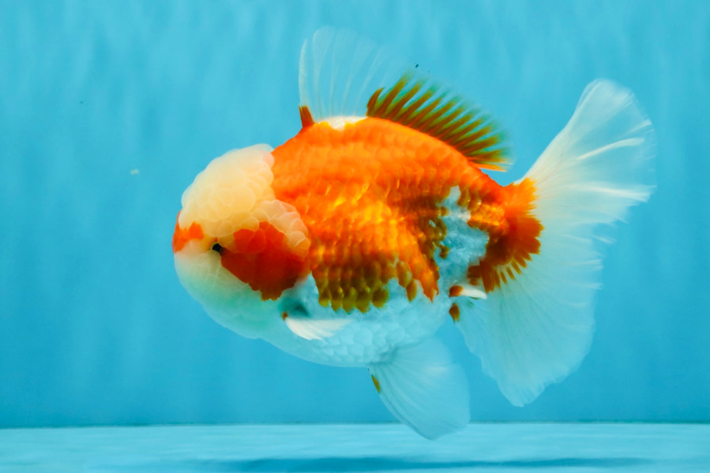 FLUFFY WEN Red White Oranda Male 6.5 inches #040326OR_11