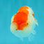 SUPER CUTE A Grade Red White LionQueen 4-4.5 inches #050826LC_14