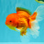 TOMATO A Grade Red White Oranda Female 6 inches #082826OR_17