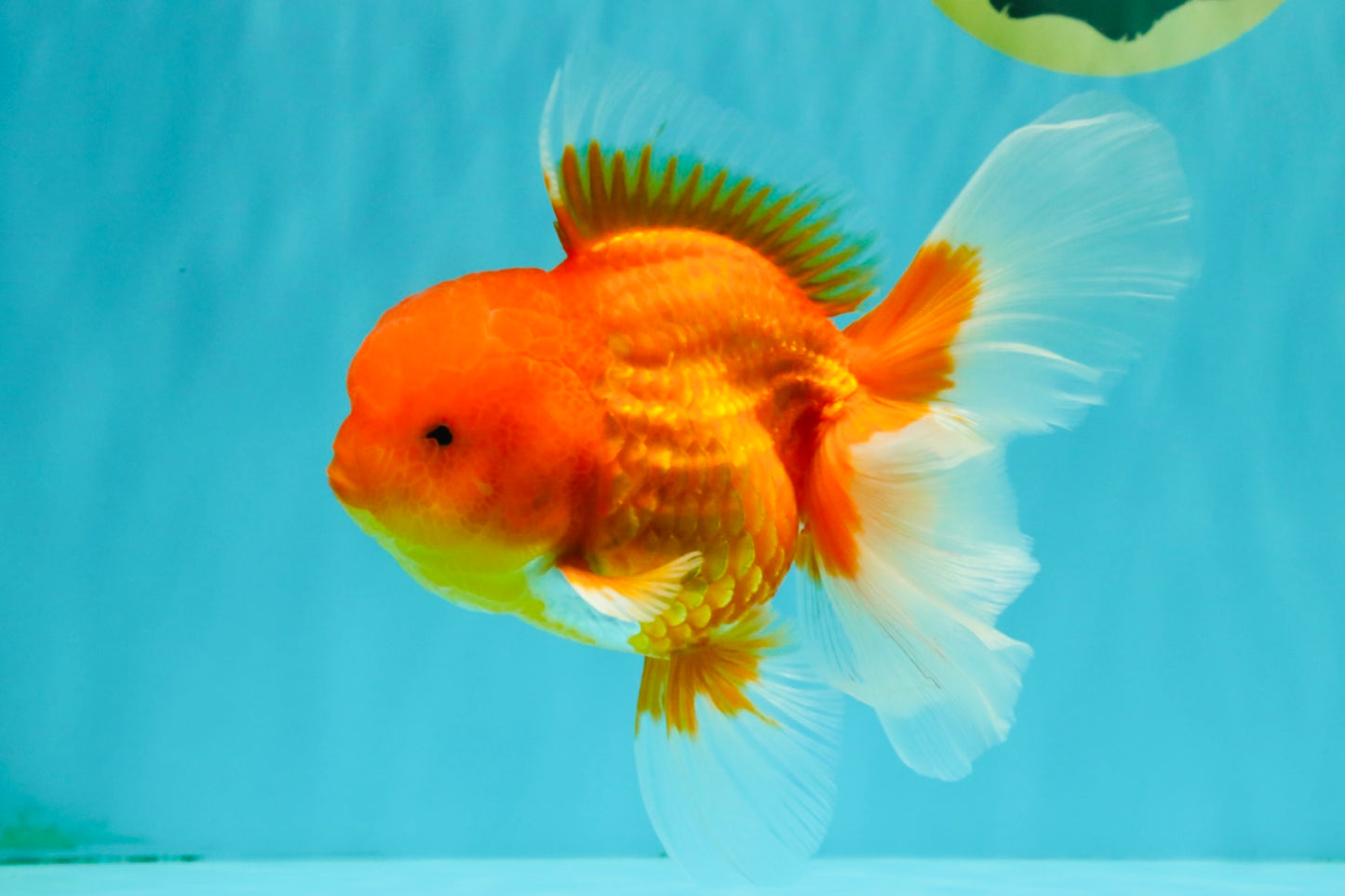 TOMATO A Grade Red White Oranda Female 6 inches #082826OR_17