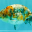 SPECIAL Calico Blue Base Ranchu Male 5.5 Inches #100226RC_20