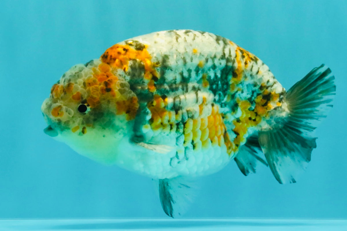 SPECIAL Calico Blue Base Ranchu Male 5.5 Inches #100226RC_20