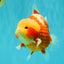 SUPER CUTE AAA Grade Strong Body Structure Kohaku Red White Yuanbao Male 6 inches #092526YB_12