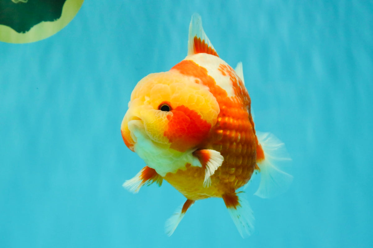 SUPER CUTE AAA Grade Strong Body Structure Kohaku Red White Yuanbao Male 6 inches #092526YB_12