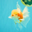 A Grade Lipstick Kohaku Red White Oranda Male 5.5 inches #102326OR_19