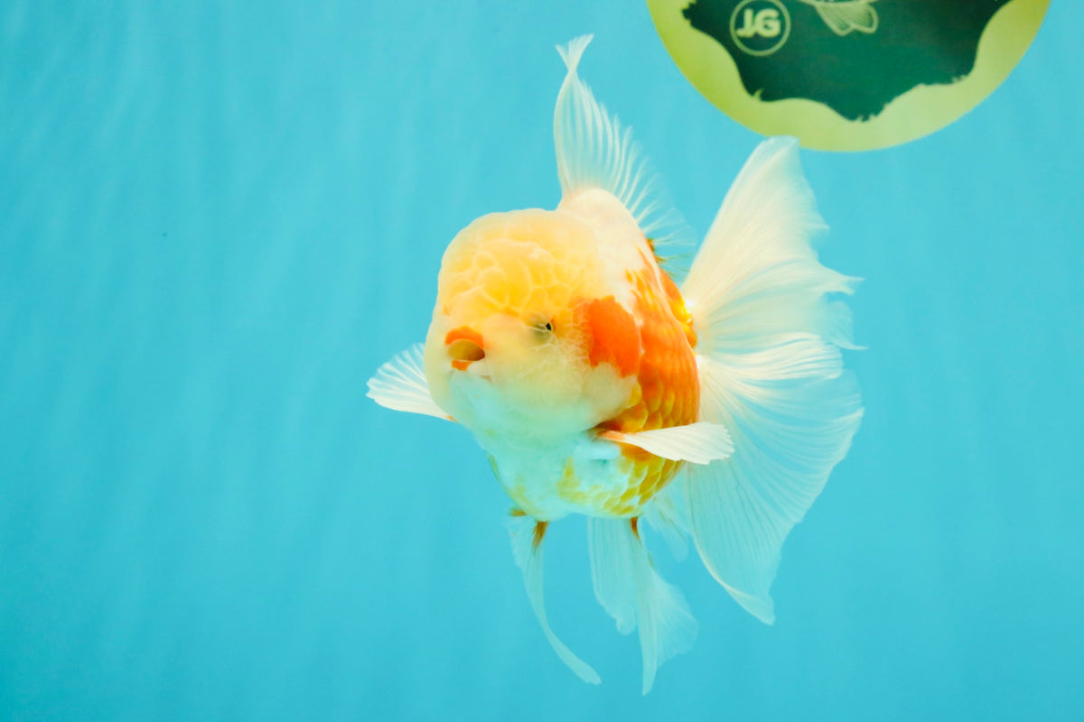 A Grade Lipstick Kohaku Red White Oranda Male 5.5 inches #102326OR_19