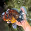 CHUNKY AAA Grade Broadtail Kirin Tiger Oranda Male 7-7.5 inches #080726OR_02