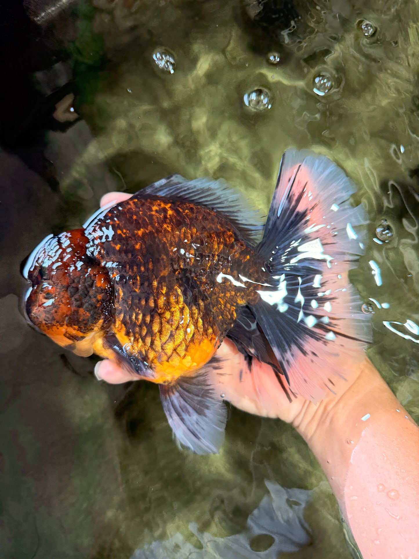 CHUNKY AAA Grade Broadtail Kirin Tiger Oranda Male 7-7.5 inches #080726OR_02