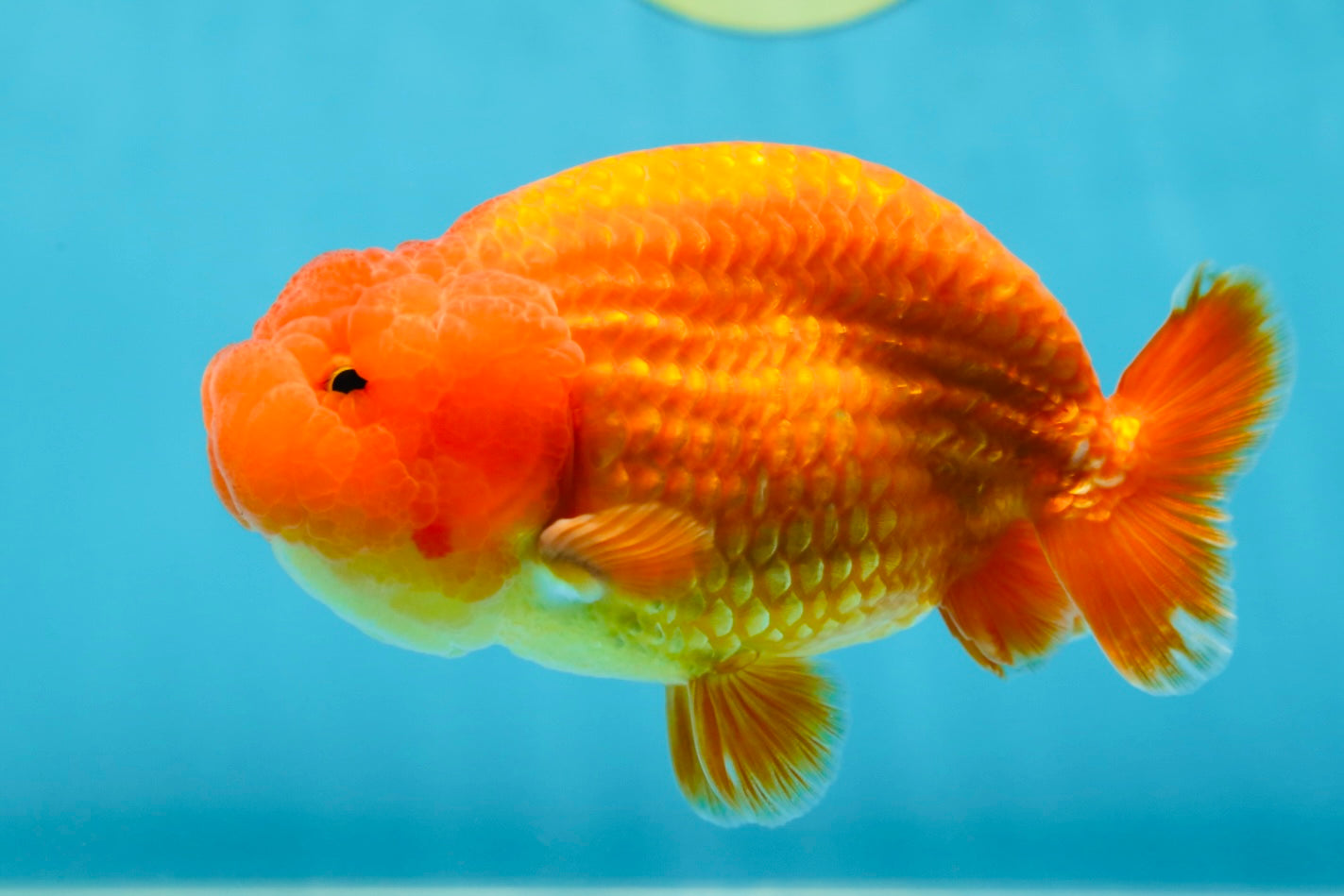 AAA Grade Solid Red LionKing 4.5  inches #052325LC_21