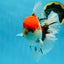AAA Grade Young Godzilla Sakura Oranda Male 6 inches #080825OR_21