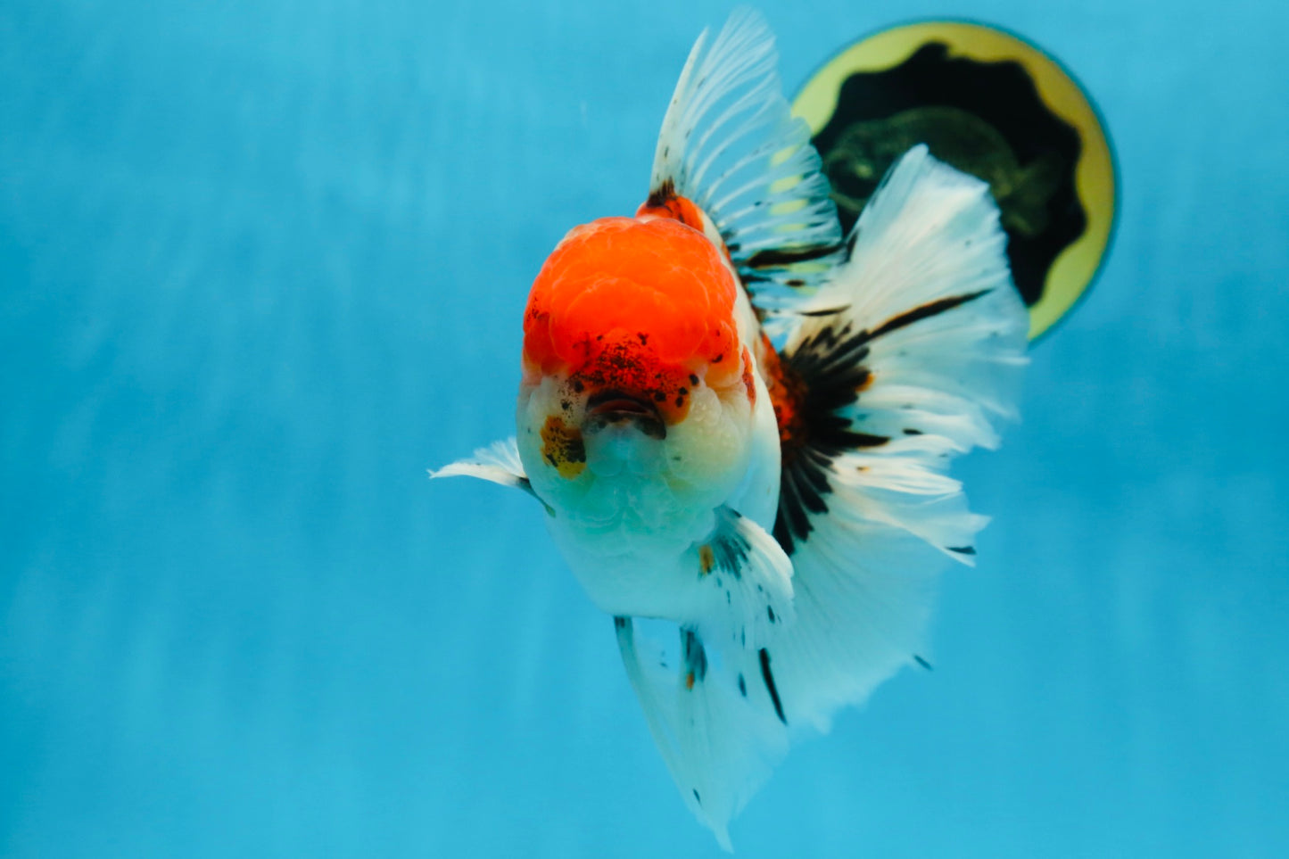 AAA Grade Young Godzilla Sakura Oranda Male 6 inches #080825OR_21