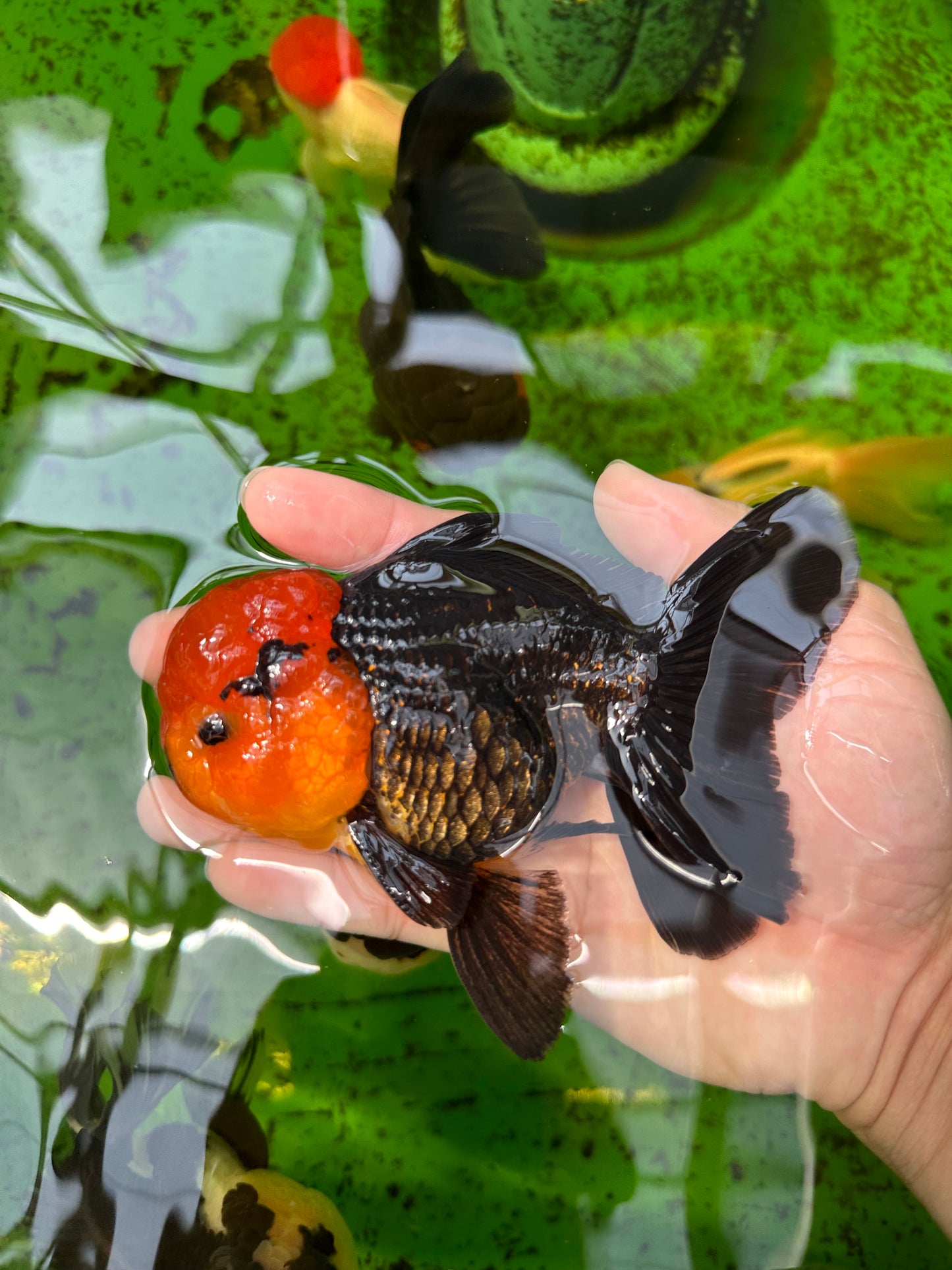 AAA Grade Red Head Tricolor Oranda Male 5 inches #0913OR_03