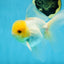 A Grade Lemonhead Oranda Male 5-5.5 inches #091925OR_03