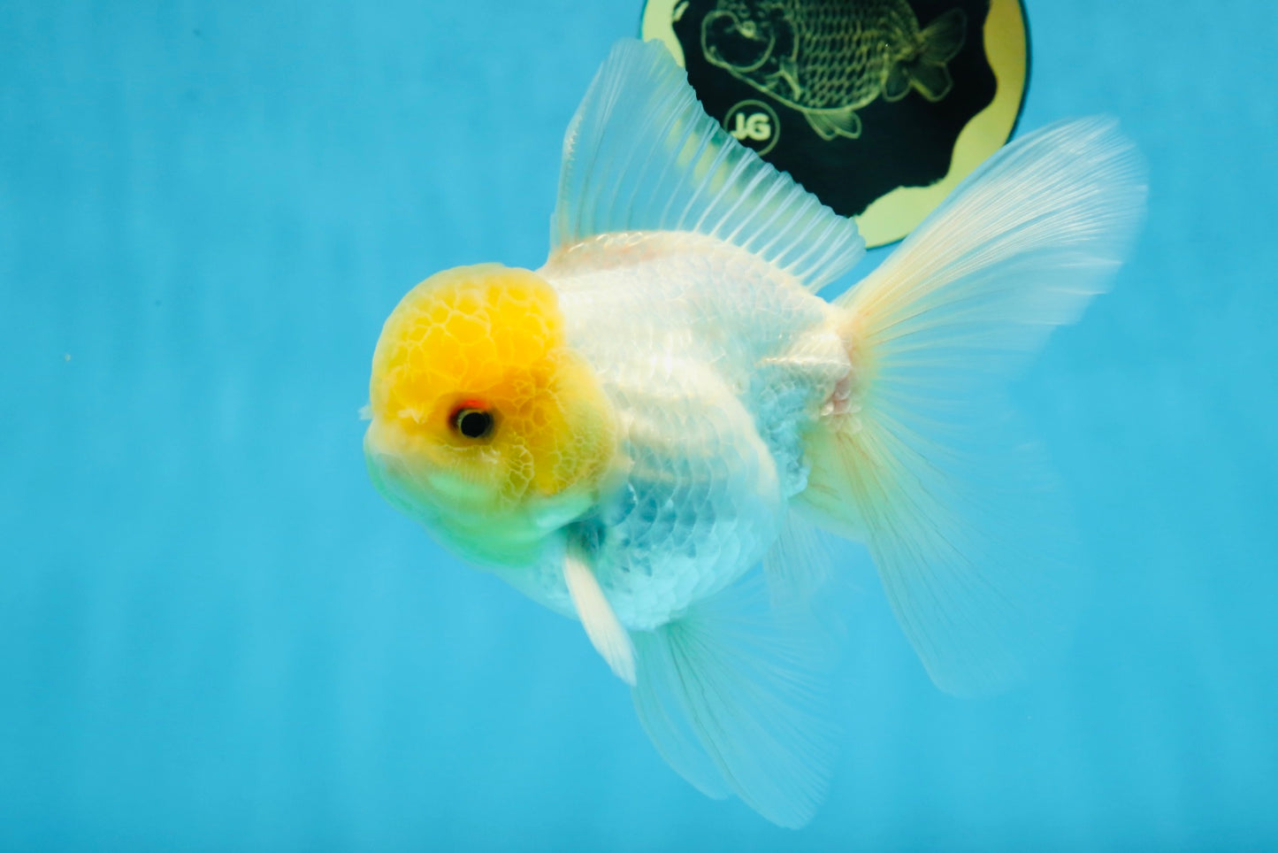 A Grade Lemonhead Oranda Male 5-5.5 inches #091925OR_03
