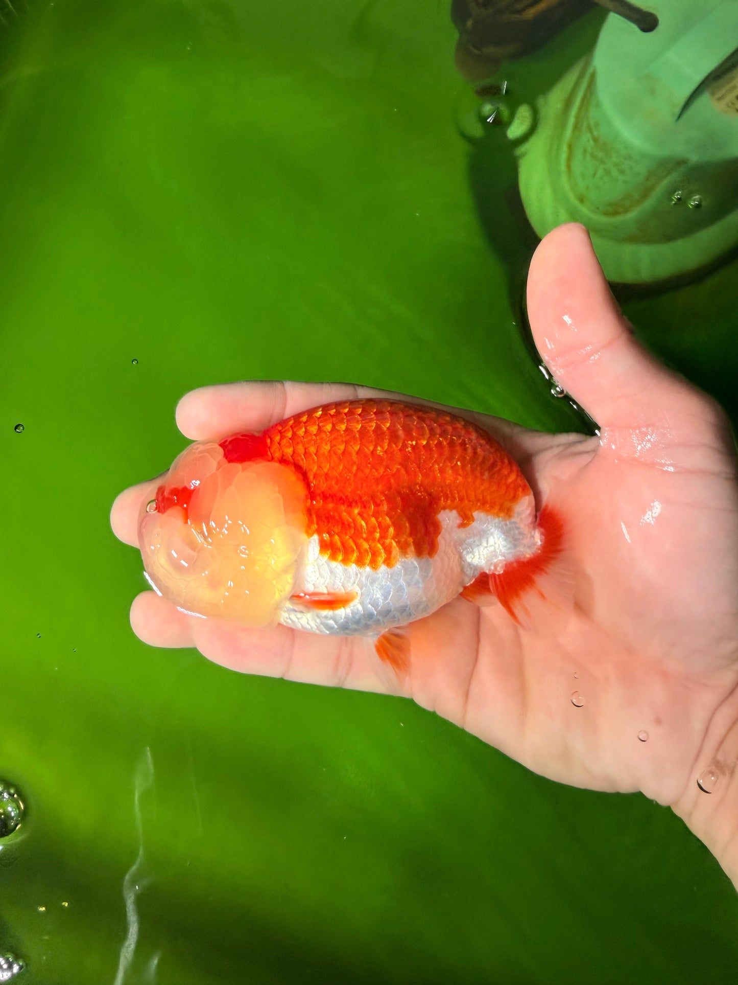 BIG WEN A Grade Red White LionQueen 4.5 inches #041026LC_15