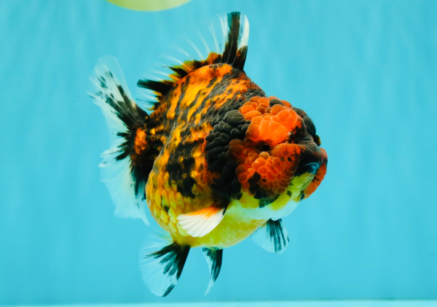 A Grade Tiger Yuanbao Feme 5 inches #072426YB_30