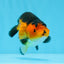 A Grade Cute Bear Apache Ranchu Male 3.5-4 inches #0726RC_29