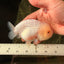 White Lionchu Female 4.5 inches #032726LC_22