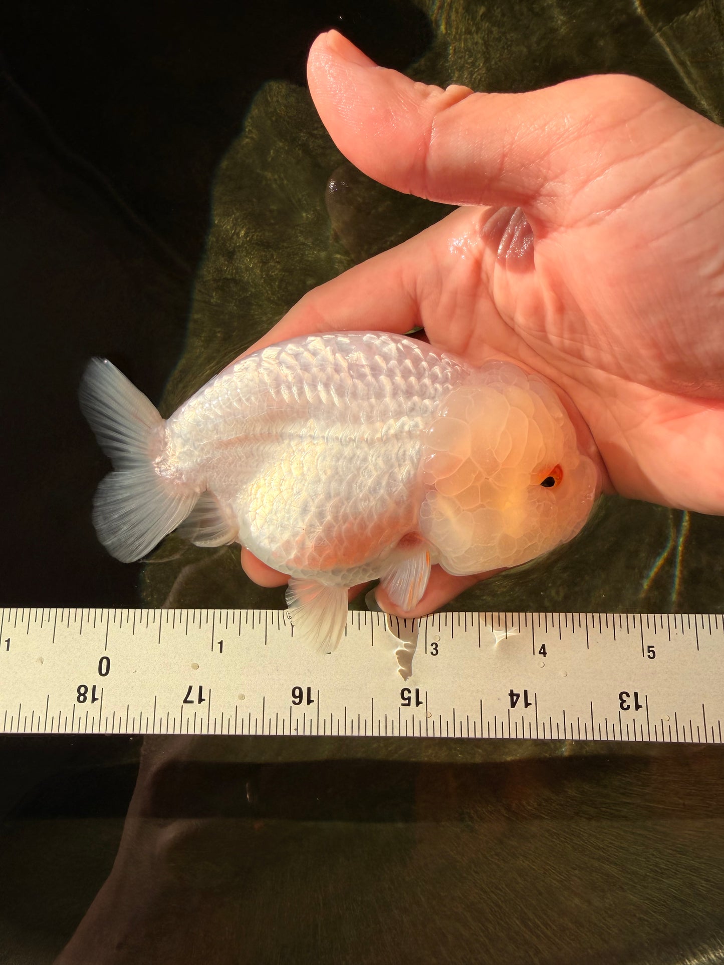 White Lionchu Female 4.5 inches #032726LC_22