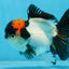 Tricolor Oranda Female 5 inches #090525OR_18