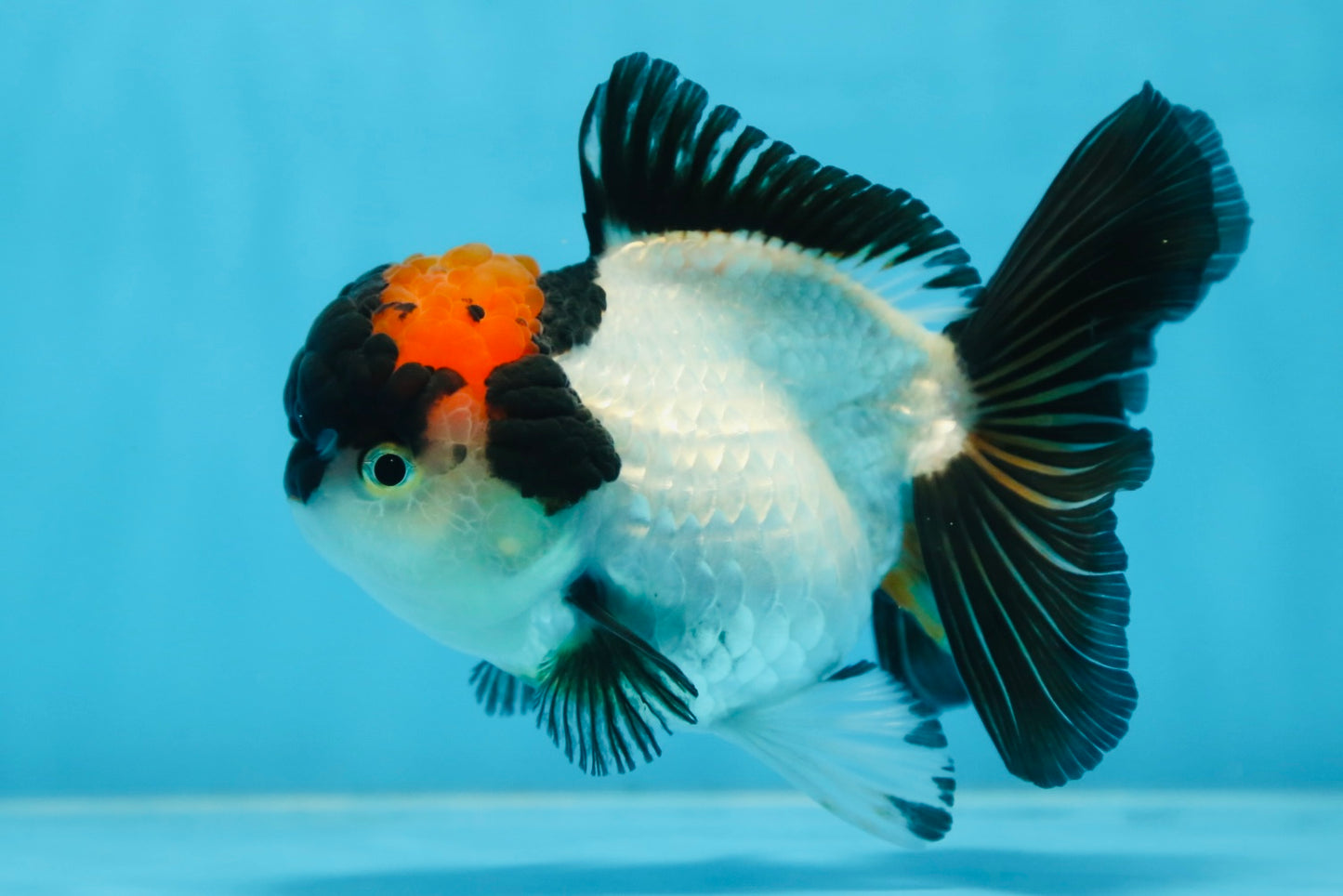 Tricolor Oranda Female 5 inches #090525OR_18