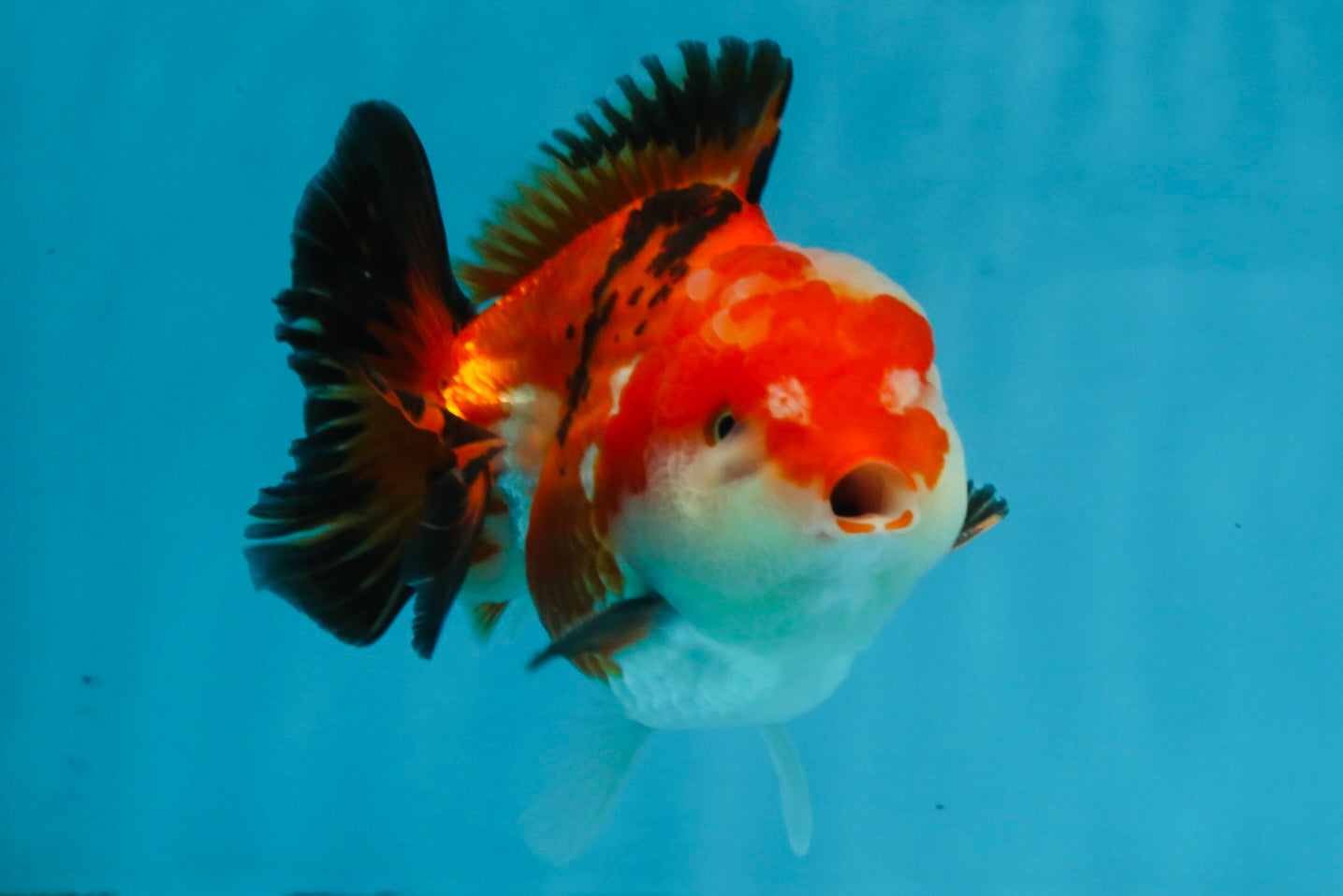 A Grade Tricolor Yuanbao Male 4.5 inches #103125YB_02