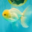BEAUTY A Grade White Oranda Male 6 inches #070626OR_12